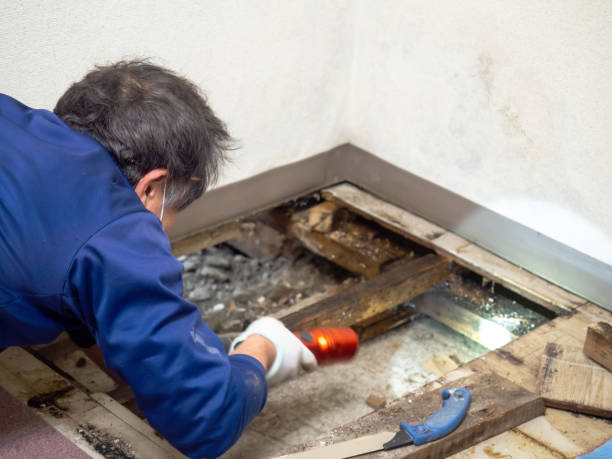 Riverbank, CA Mold Removal Company