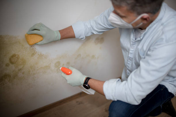 Best Commercial Mold Removal  in Riverbank, CA
