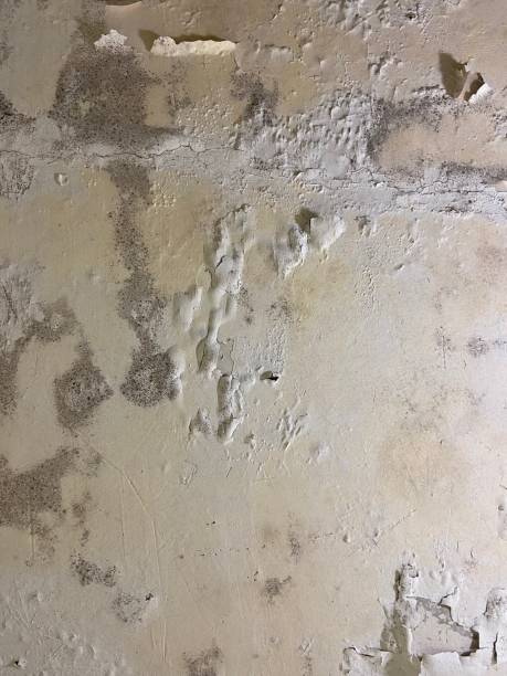 Best Certified Mold Removal  in Riverbank, CA