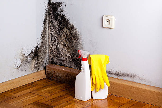 Best Fast Mold Removal  in Riverbank, CA