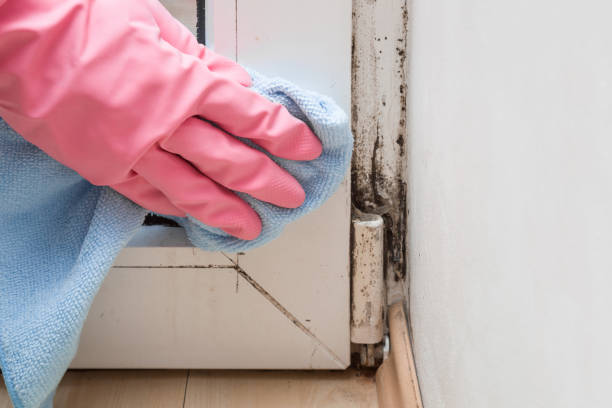 Best Mold Damage Repair  in Riverbank, CA