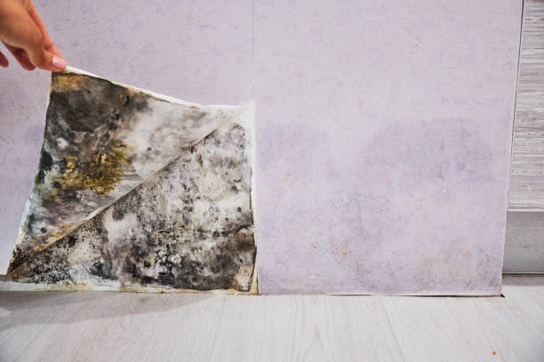 Best Office Mold Removal Services  in Riverbank, CA